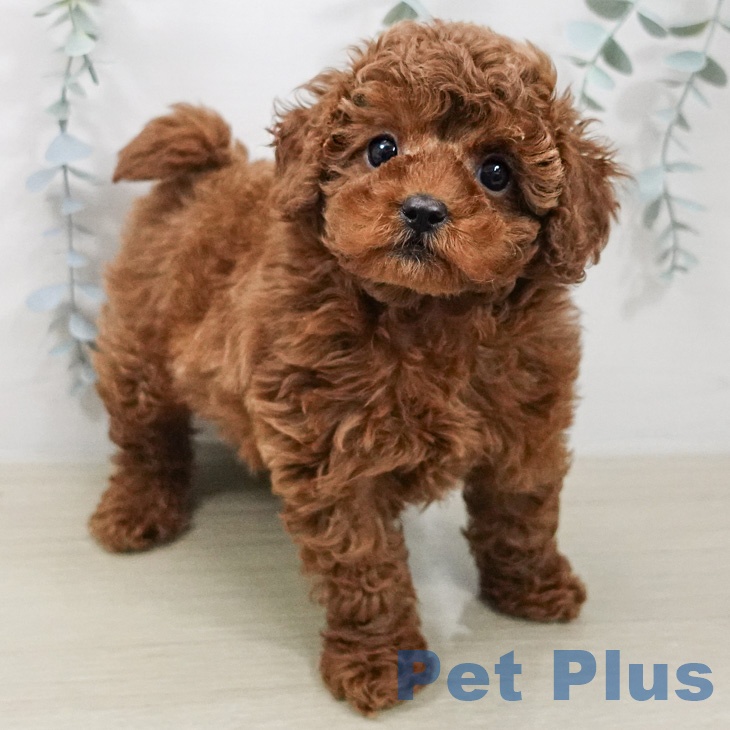 トイ・プードルの写真2