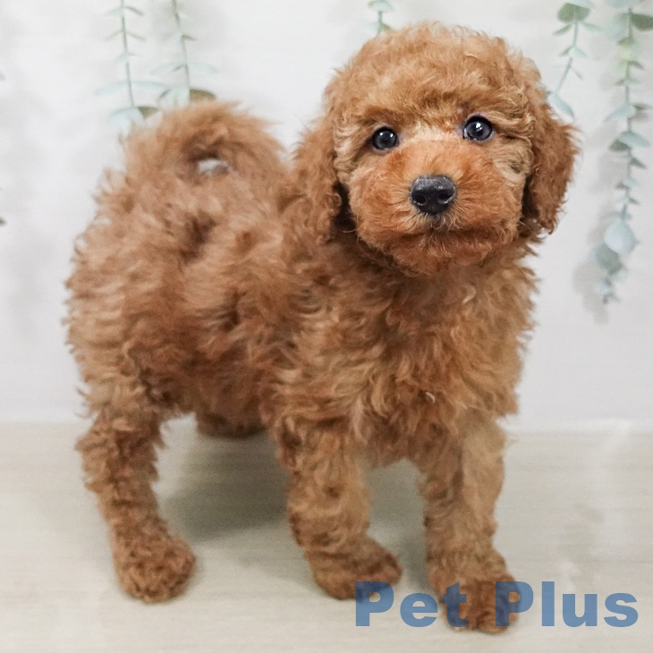 トイ・プードルの写真2