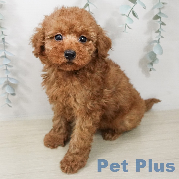 トイ・プードル