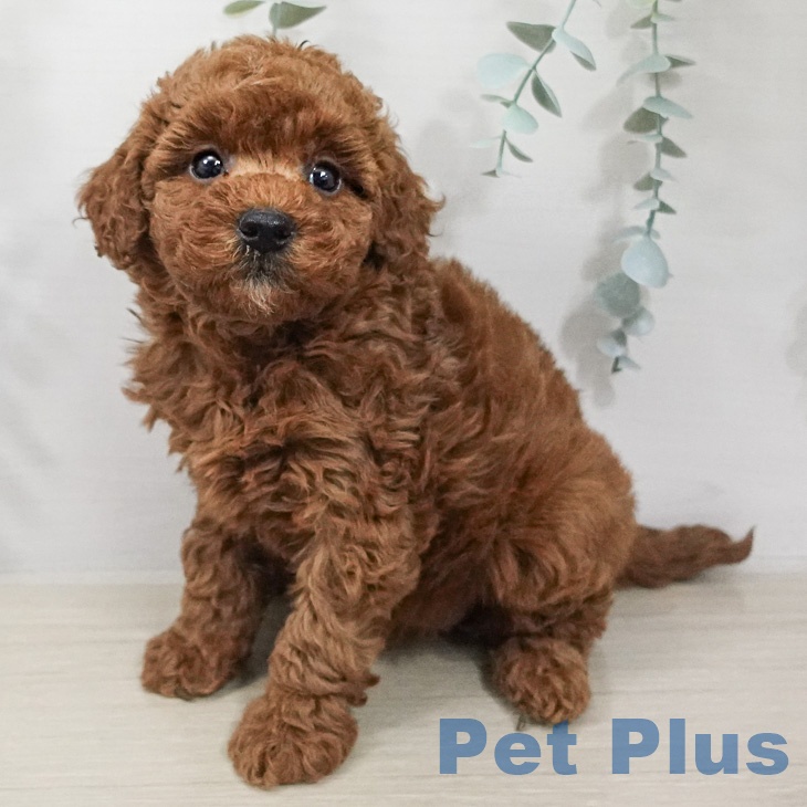 トイ・プードル