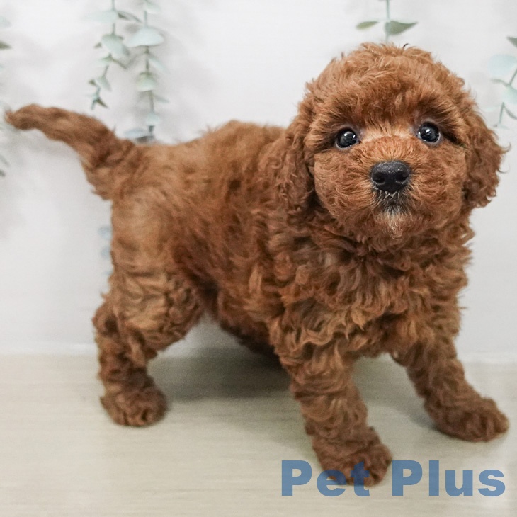 トイ・プードルの写真2