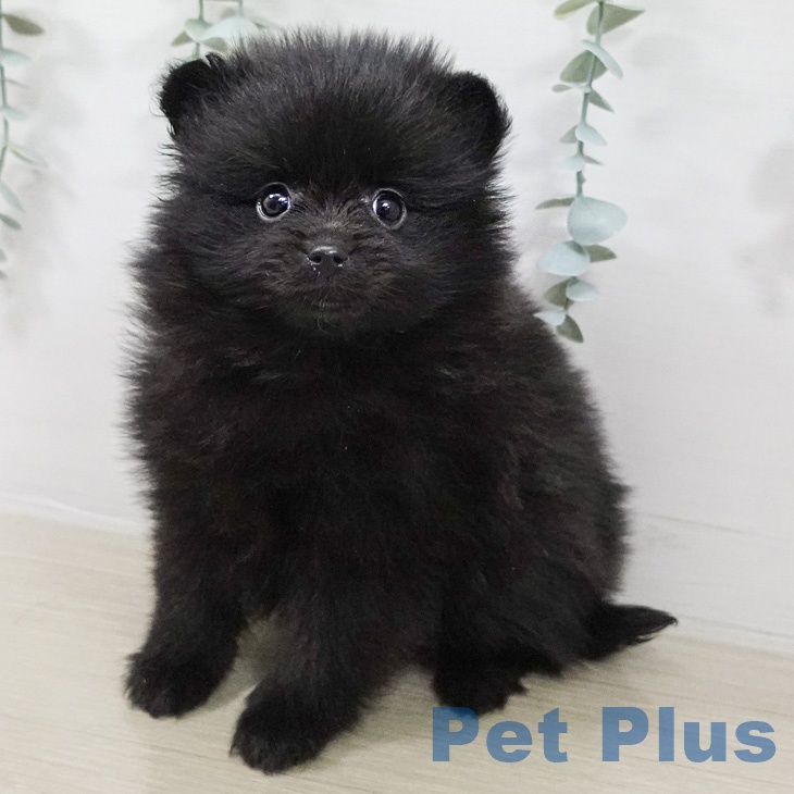 ポメラニアンの写真2