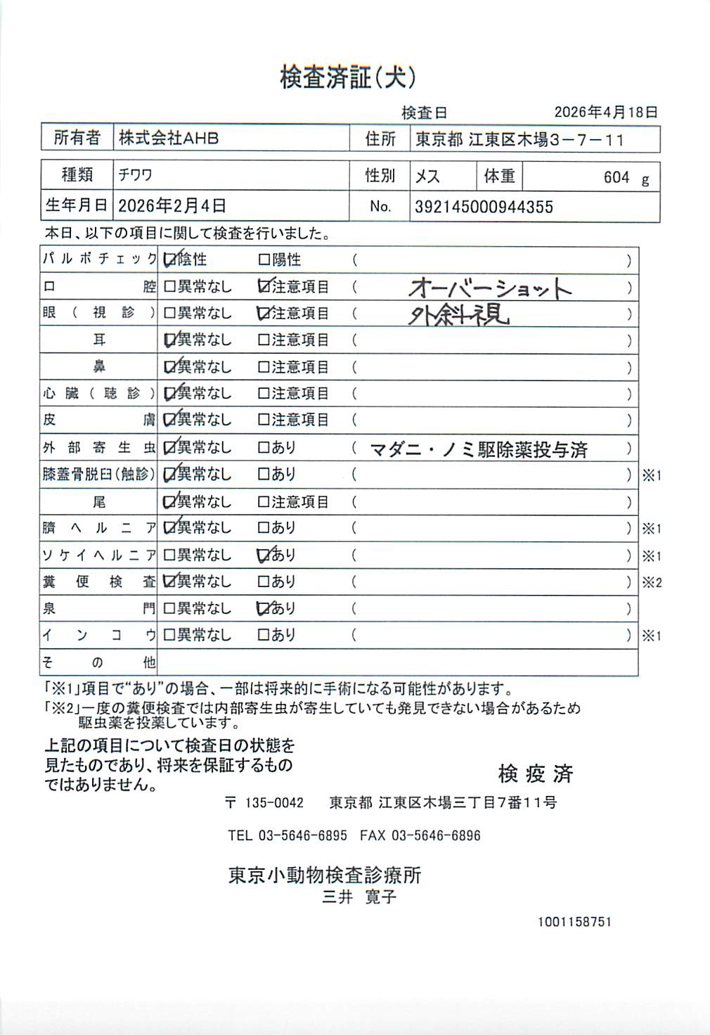 チワワ