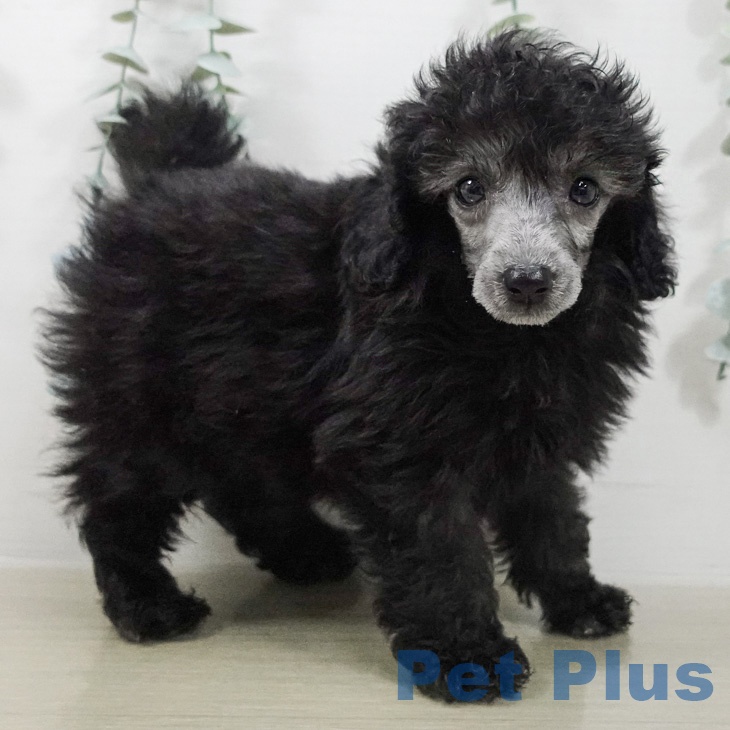 トイ・プードルの写真2