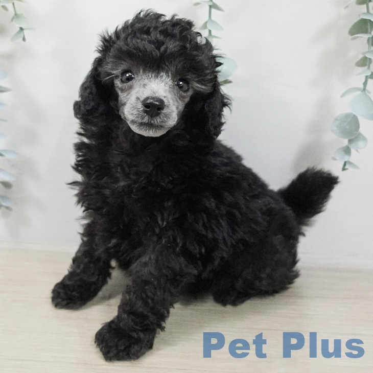 トイ・プードル