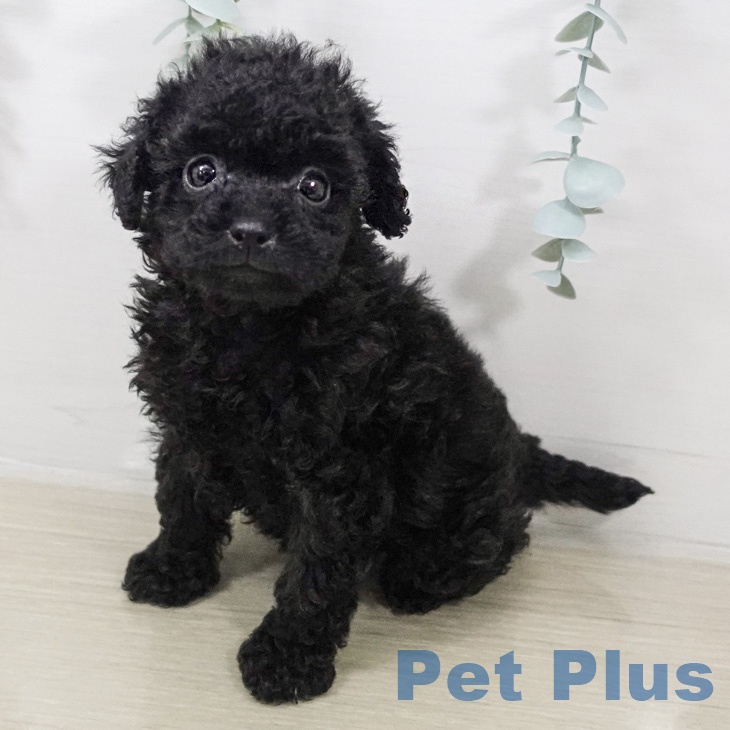 トイ・プードル