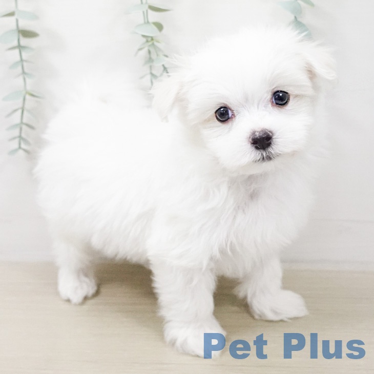 マルチーズの写真2