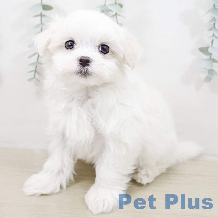 マルチーズの写真2