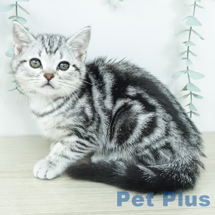 アメリカンショートヘア