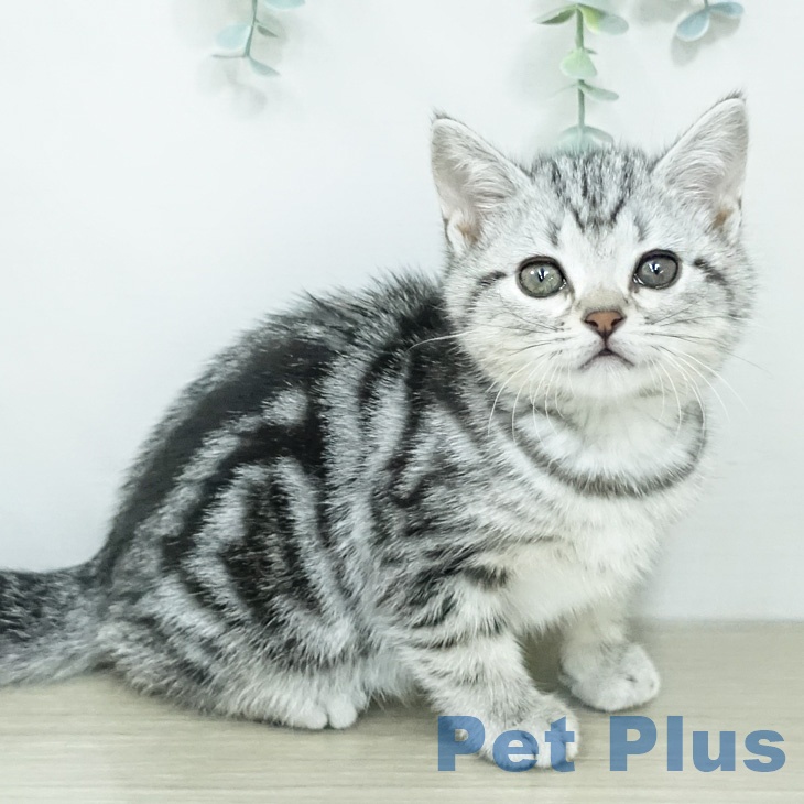 アメリカンショートヘアの写真2