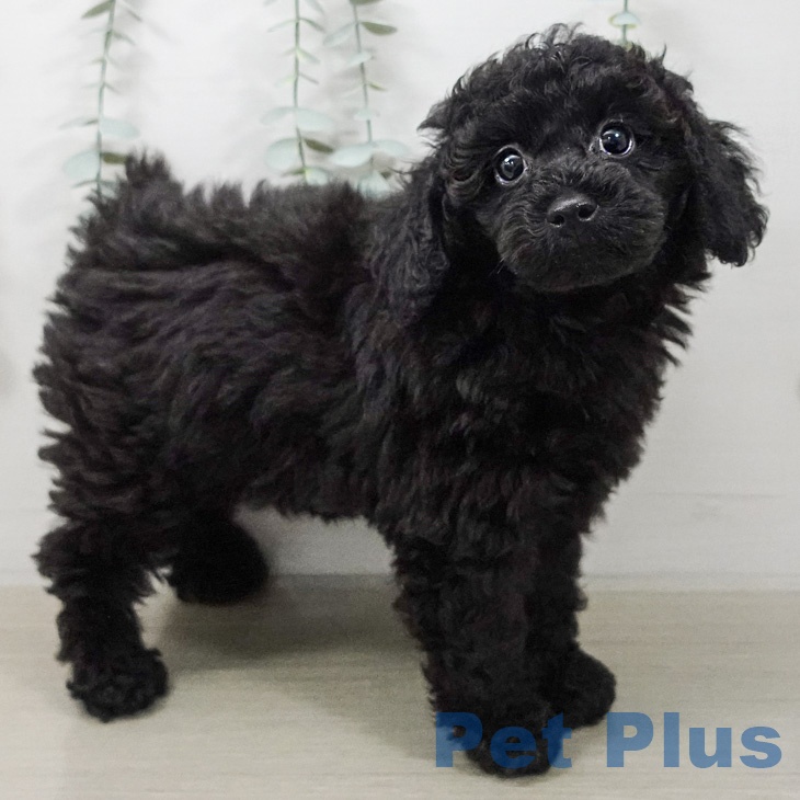 トイ・プードル