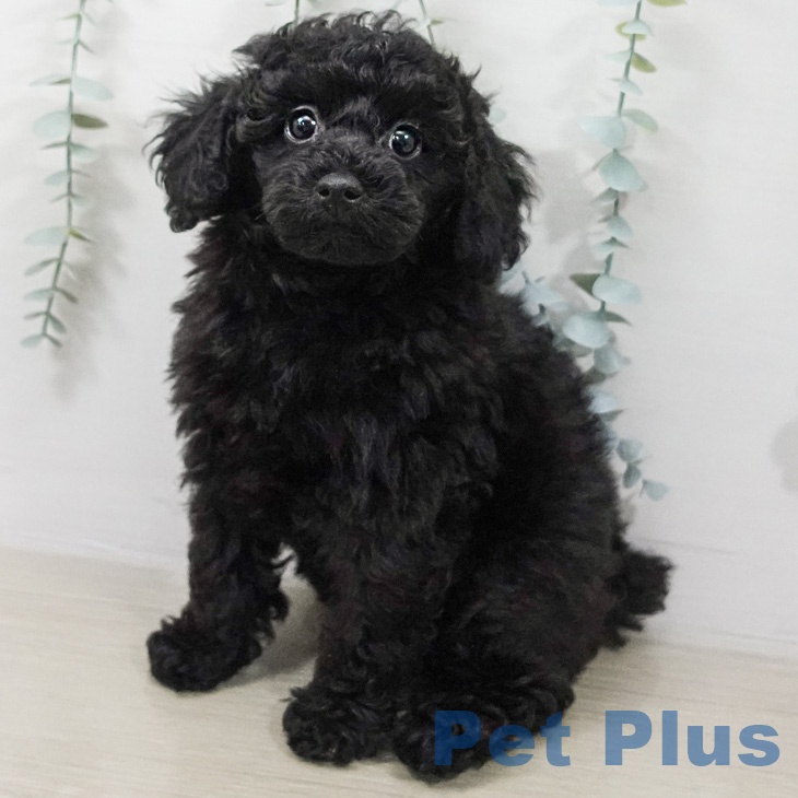 トイ・プードルの写真2