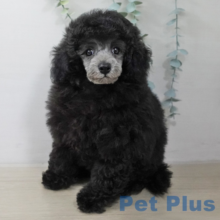 トイ・プードル