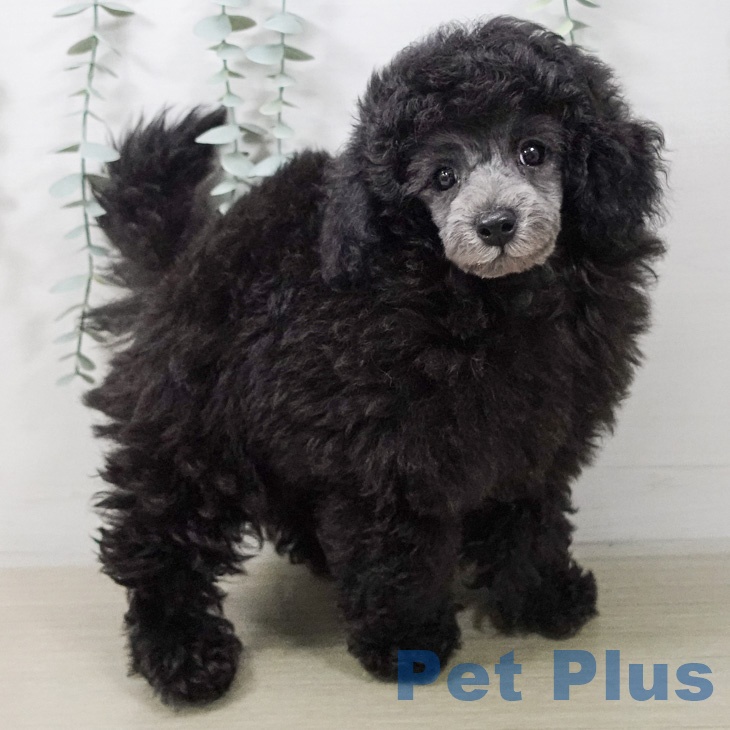 トイ・プードルの写真2