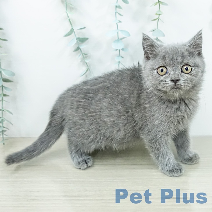 ブリティッシュショートヘアの写真2