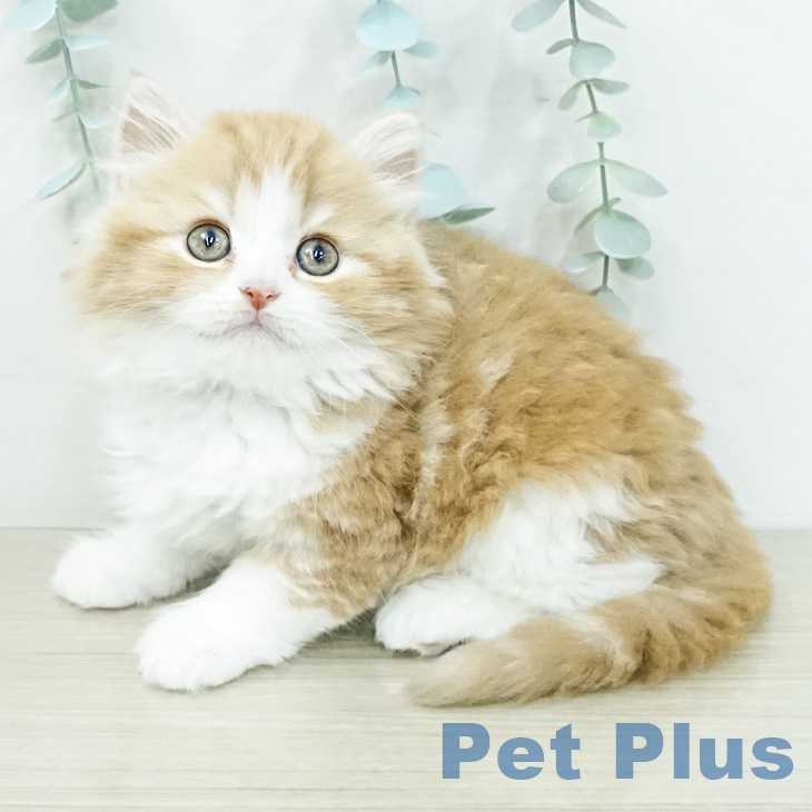 スコティッシュフォールドの写真2