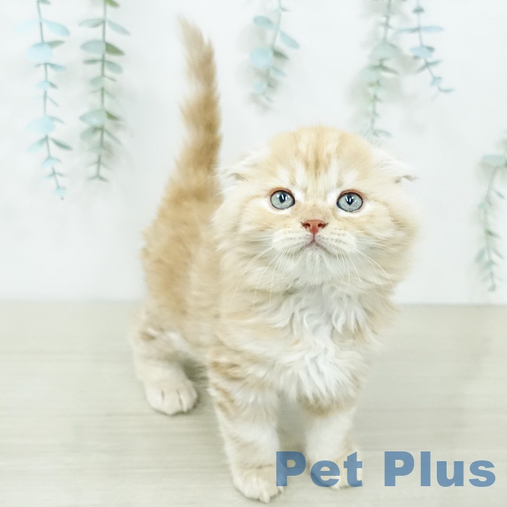 スコティッシュフォールドの写真2