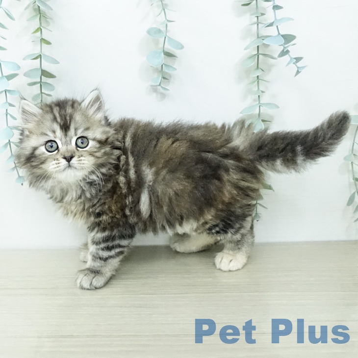 スコティッシュフォールド