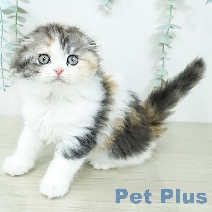 スコティッシュフォールド