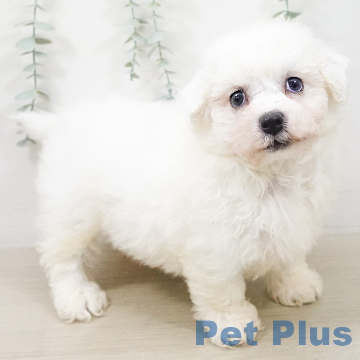 ビション・フリーゼ