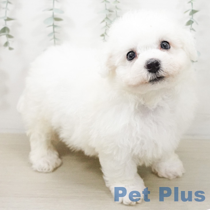 ビション・フリーゼ