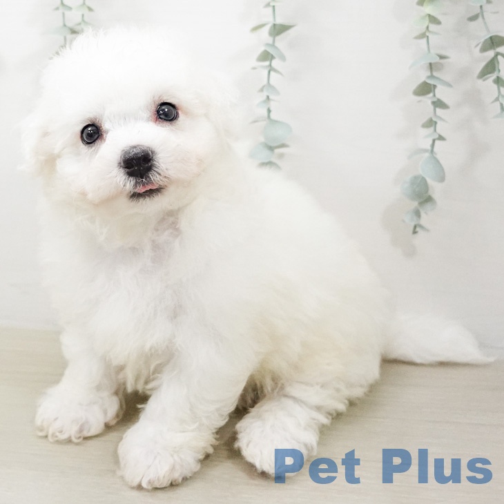 ビション・フリーゼの写真2