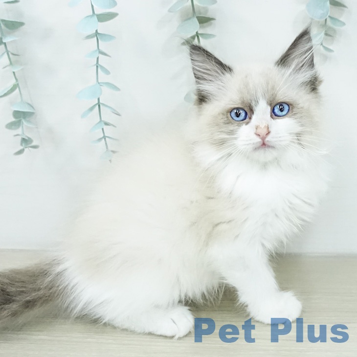 ラグドールの写真2