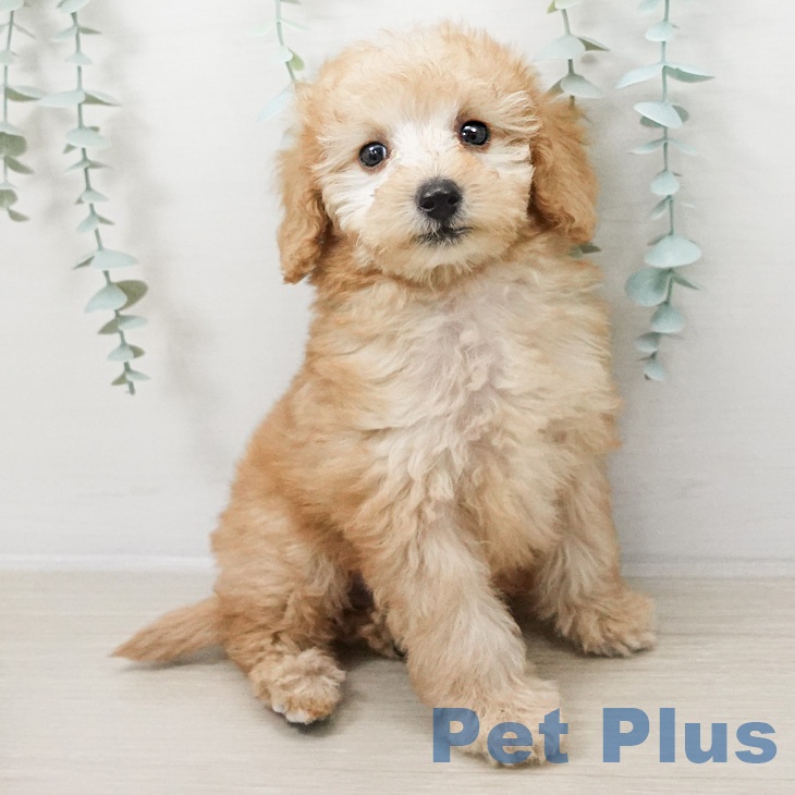 トイ・プードル