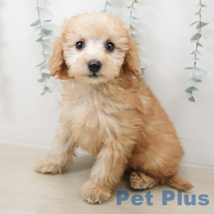 トイ・プードルの写真2