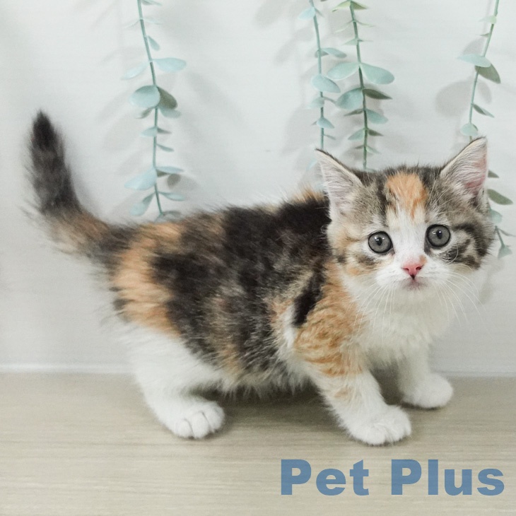 スコティッシュフォールド