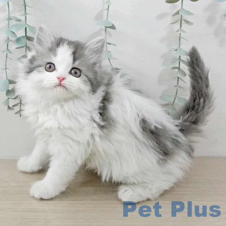 スコティッシュフォールド