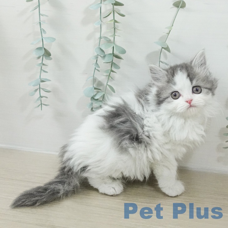 スコティッシュフォールドの写真2