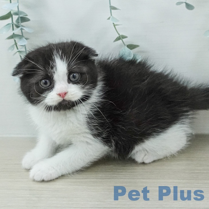 スコティッシュフォールドの写真2