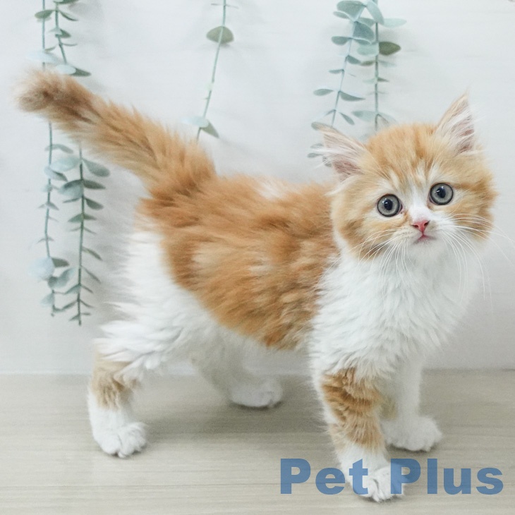 スコティッシュフォールドの写真2