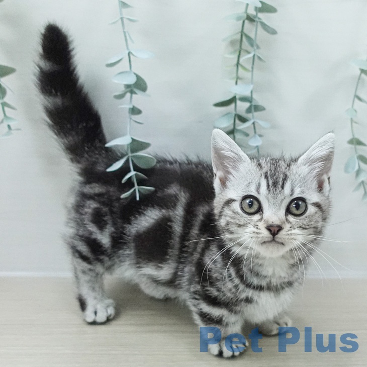 マンチカンの写真2