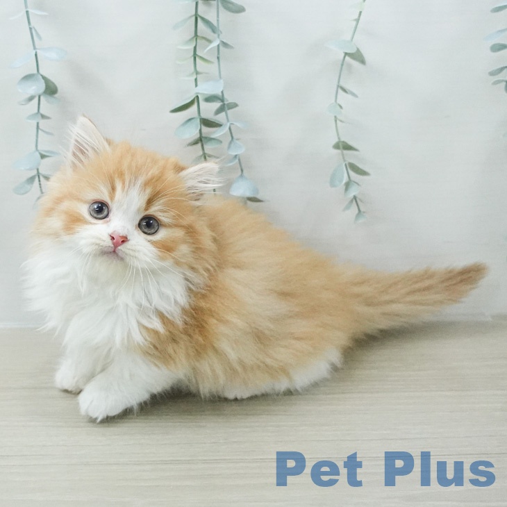 マンチカンの写真2