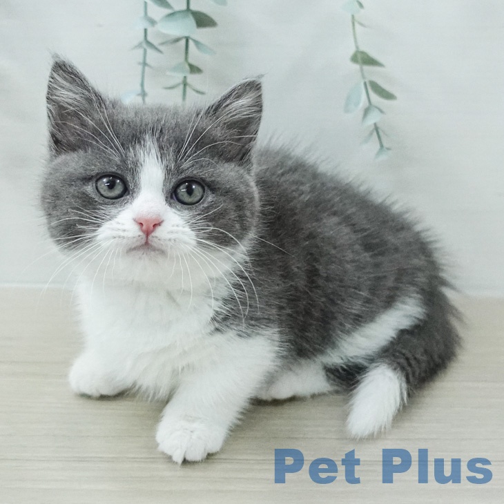 マンチカンの写真2