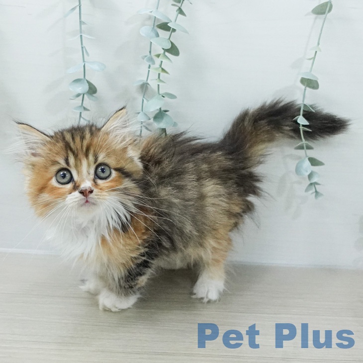 ミヌエットの写真2