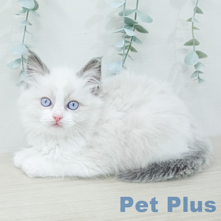 ラグドールの写真2