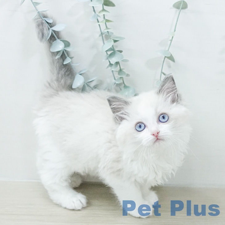 ラグドールの写真2