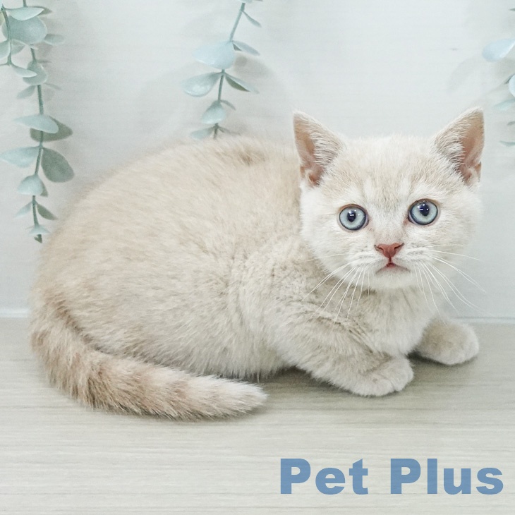 ブリティッシュショートヘアの写真2