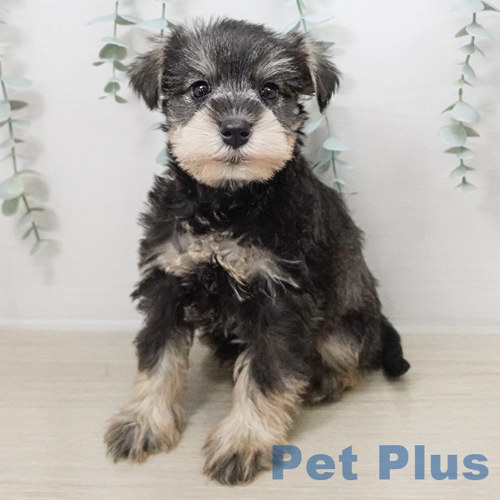 ミニチュア・シュナウザー