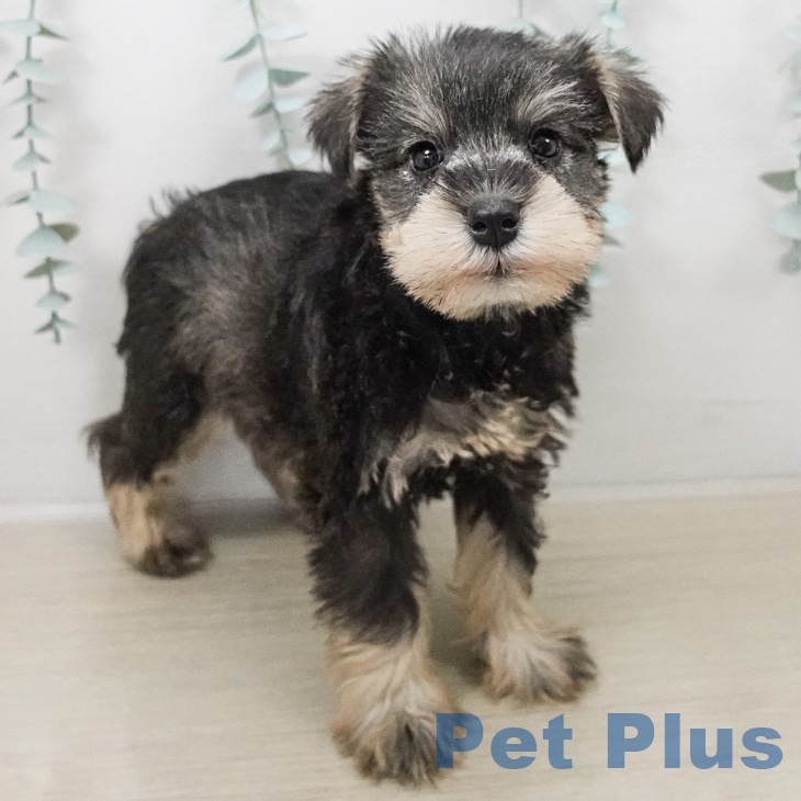 ミニチュア・シュナウザーの写真2