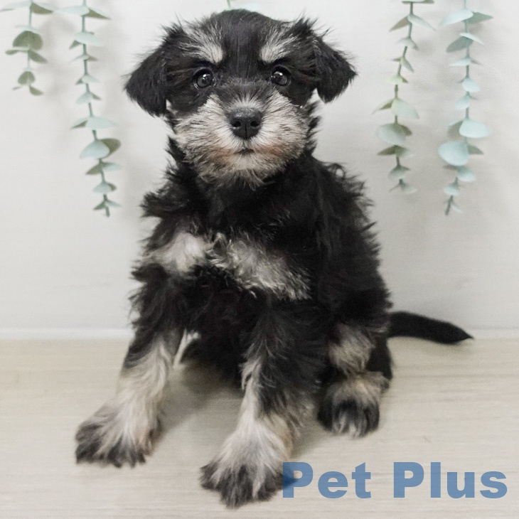 ミニチュア・シュナウザー