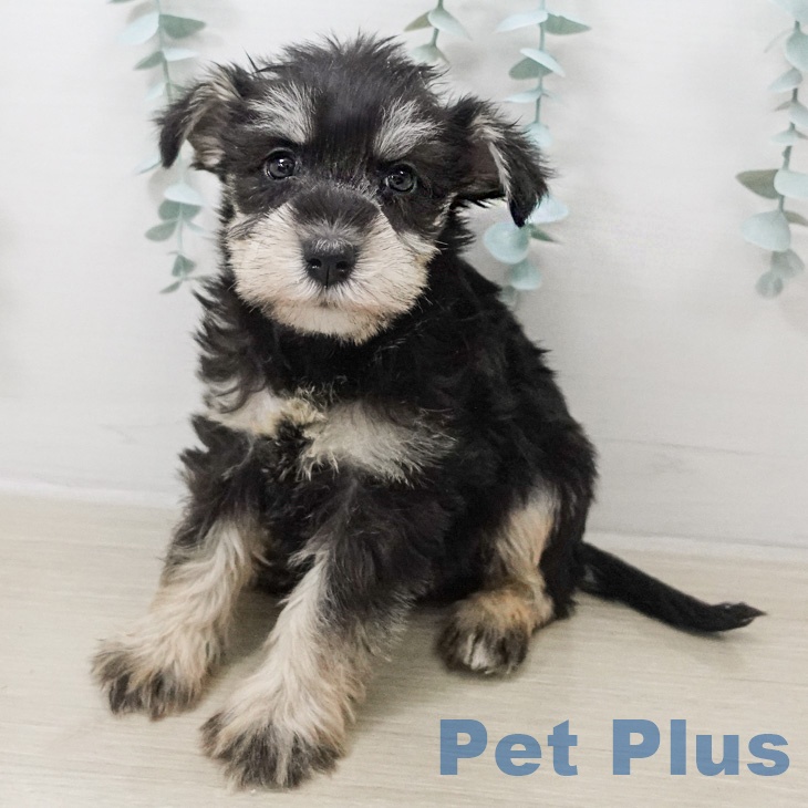 ミニチュア・シュナウザー