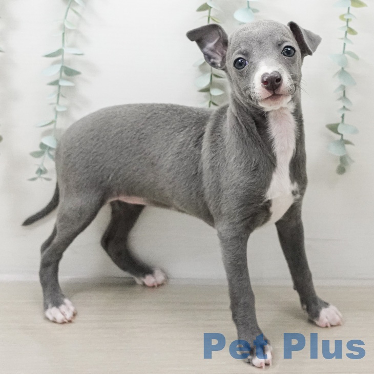 イタリアン・グレーハウンドの写真2