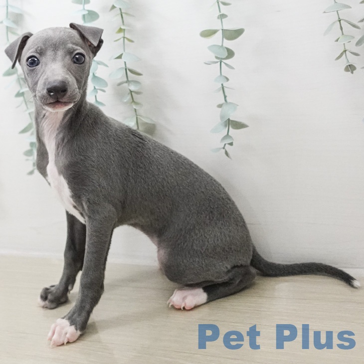 イタリアン・グレーハウンド