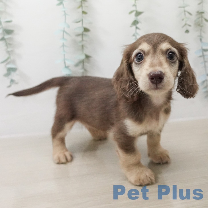 ミニチュア・ダックスフンドの写真2