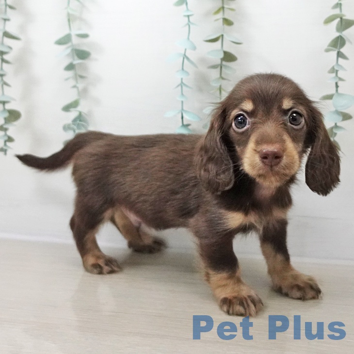 ミニチュア・ダックスフンドの写真2