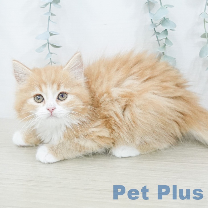 サイベリアンの写真2